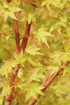 Japanese Sunrise Japanese Maple - 3 Gallon Pot -Green Haven Sales Japanese Maple Japanese Sunrise Bark 500x700 1