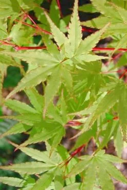 Japanese Sunrise Japanese Maple - 3 Gallon Pot -Green Haven Sales Japanese Maple Japanese Sunrise Spring 500x700 1