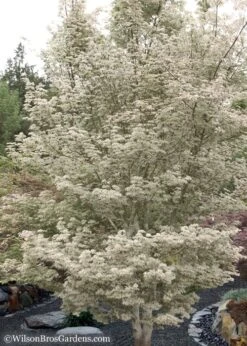 Ukigumo Floating Cloud Ghost Japanese Maple - 3 Gallon Pot (3-4') 11 Ukigumo Floating Cloud Ghost Japanese Maple - 3 Gallon Pot (3-4') -Green Haven Sales Japanese Maple Okigumo 15