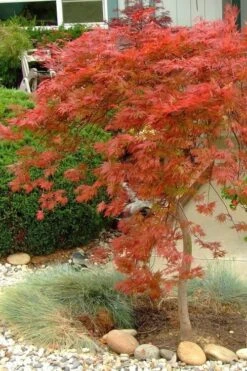 Orangeola Weeping Japanese Maple - 1 Gallon Pot -Green Haven Sales Japanese Maple Orangeola 1