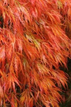 New Arrival 19 Orangeola Weeping Japanese Maple - 1 Gallon Pot
