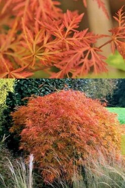 Orangeola Weeping Japanese Maple - 1 Gallon Pot -Green Haven Sales Japanese Maple Orangeola 3