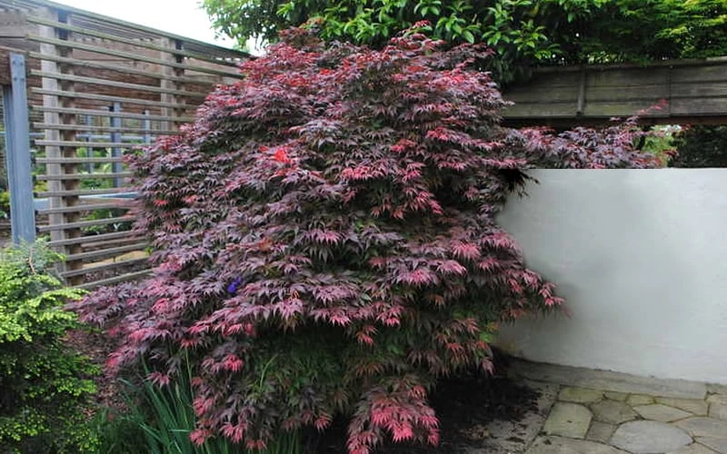 Oregon Sunset Japanese Maple - Acer Palmatum - 1 Gallon Pot 6 Oregon Sunset Japanese Maple - Acer Palmatum - 1 Gallon Pot - Image 6