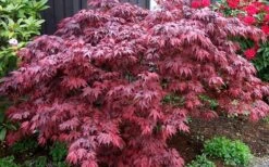 Oregon Sunset Japanese Maple - Acer Palmatum - 1 Gallon Pot 10 Oregon Sunset Japanese Maple - Acer Palmatum - 1 Gallon Pot -Green Haven Sales Japanese Maple Oregon Sunset 4