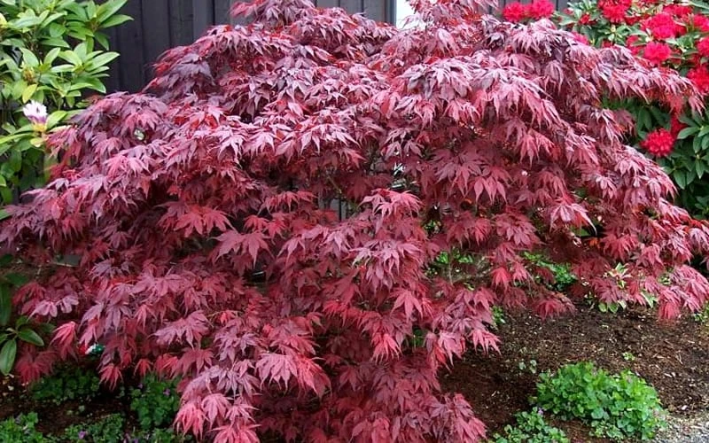 Oregon Sunset Japanese Maple - Acer Palmatum - 1 Gallon Pot 4 Oregon Sunset Japanese Maple - Acer Palmatum - 1 Gallon Pot - Image 4