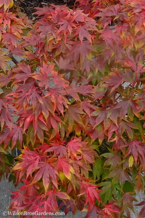 Oregon Sunset Japanese Maple - Acer Palmatum - 1 Gallon Pot 5 Oregon Sunset Japanese Maple - Acer Palmatum - 1 Gallon Pot - Image 5