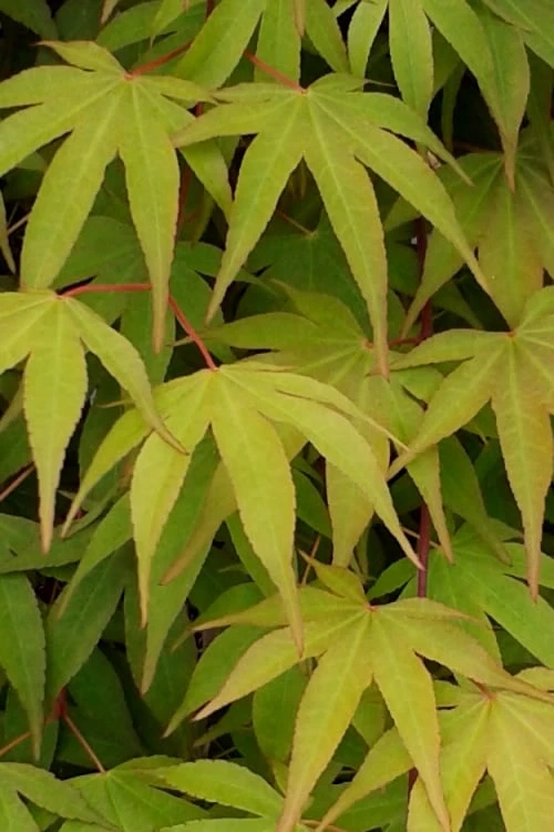 Osakazuki Japanese Maple - 5 Gallon Pot 6 Osakazuki Japanese Maple - 5 Gallon Pot - Image 6