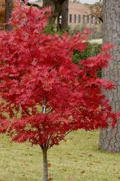 Pixie Dwarf Red Japanese Maple - 1 Gallon Pot -Green Haven Sales Japanese Maple Pixie Dwarf 10
