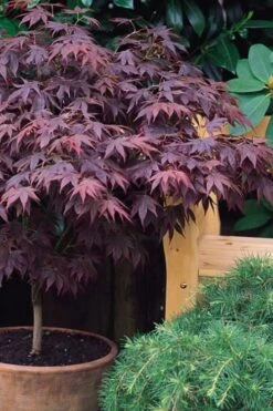 Pixie Dwarf Red Japanese Maple - 3 Gallon Pot -Green Haven Sales Japanese Maple Pixie Dwarf 6 1