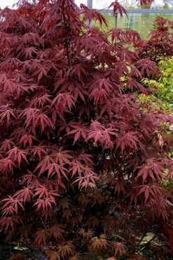 Pixie Dwarf Red Japanese Maple - 1 Gallon Pot -Green Haven Sales Japanese Maple Pixie Dwarf 9