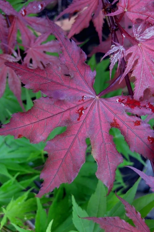 Purple Ghost Japanese Maple - 1 Gallon Pot 1 Purple Ghost Japanese Maple - 1 Gallon Pot