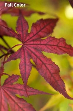 Purple Ghost Japanese Maple - 1 Gallon Pot 7 Purple Ghost Japanese Maple - 1 Gallon Pot -Green Haven Sales Japanese Maple Purple Ghost 3