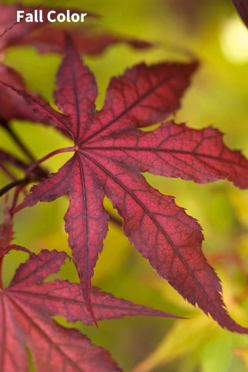Purple Ghost Japanese Maple - 1 Gallon Pot 4 Purple Ghost Japanese Maple - 1 Gallon Pot - Image 4