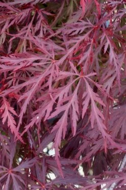 Red Dragon Dwarf Japanese Maple - 1 Gallon Pot 13 Red Dragon Dwarf Japanese Maple - 1 Gallon Pot -Green Haven Sales Japanese Maple Red Dragon 11