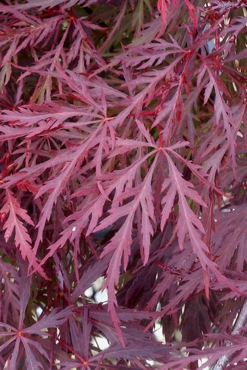 Red Dragon Dwarf Japanese Maple - 1 Gallon Pot 6 Red Dragon Dwarf Japanese Maple - 1 Gallon Pot - Image 6