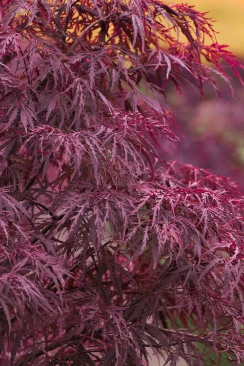Red Dragon Dwarf Japanese Maple - 1 Gallon Pot 1 Red Dragon Dwarf Japanese Maple - 1 Gallon Pot