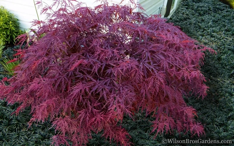 Red Dragon Dwarf Japanese Maple - 1 Gallon Pot 4 Red Dragon Dwarf Japanese Maple - 1 Gallon Pot - Image 4