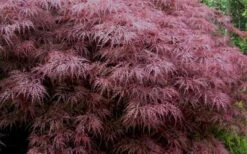 Red Dragon Dwarf Japanese Maple - 1 Gallon Pot 14 Red Dragon Dwarf Japanese Maple - 1 Gallon Pot -Green Haven Sales Japanese Maple Red Dragon 3
