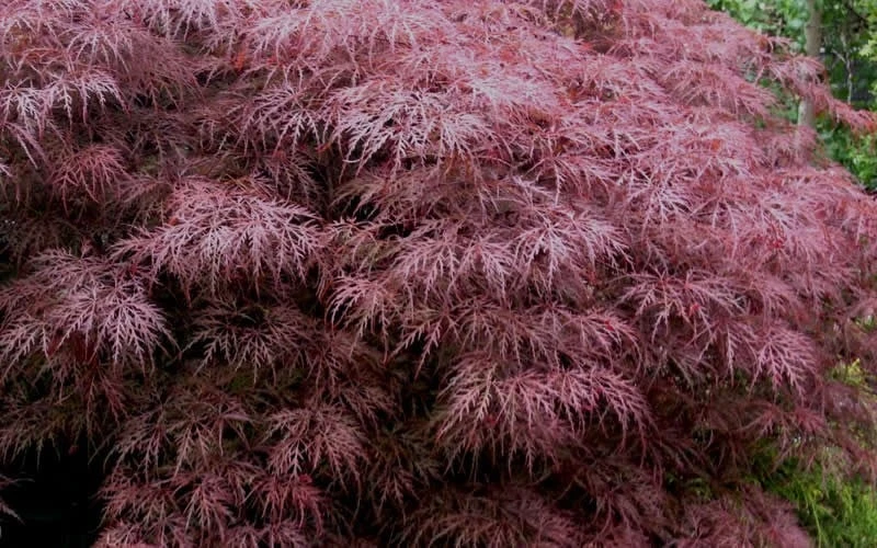 Red Dragon Dwarf Japanese Maple - 1 Gallon Pot 7 Red Dragon Dwarf Japanese Maple - 1 Gallon Pot - Image 7