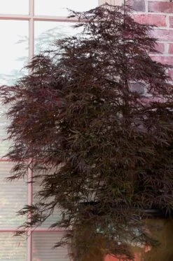 Red Select Laceleaf Japanese Maple - 1 Gallon Pot 11 Red Select Laceleaf Japanese Maple - 1 Gallon Pot -Green Haven Sales Japanese Maple Red Select 2