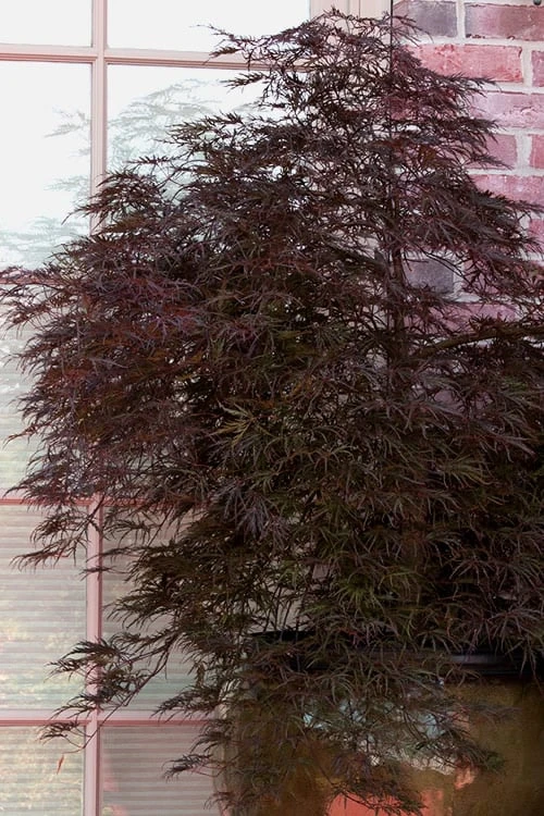 Red Select Laceleaf Japanese Maple - 1 Gallon Pot 6 Red Select Laceleaf Japanese Maple - 1 Gallon Pot - Image 6