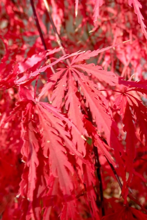 Red Select Laceleaf Japanese Maple - 1 Gallon Pot 4 Red Select Laceleaf Japanese Maple - 1 Gallon Pot - Image 4