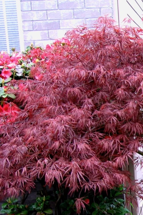 Red Select Laceleaf Japanese Maple - 1 Gallon Pot 5 Red Select Laceleaf Japanese Maple - 1 Gallon Pot - Image 5
