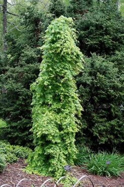 Ryusen Weeping Japanese Maple - 3 Gallon Pot -Green Haven Sales Japanese Maple Ryusen 1