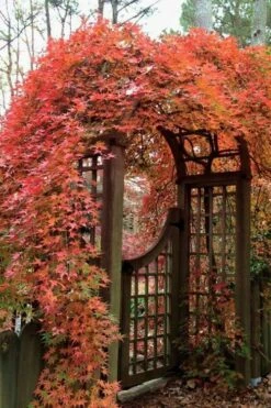 Ryusen Weeping Japanese Maple - 3 Gallon Pot -Green Haven Sales Japanese Maple Ryusen 2