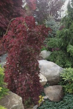 Ryusen Weeping Japanese Maple - 3 Gallon Pot -Green Haven Sales Japanese Maple Ryusen 5