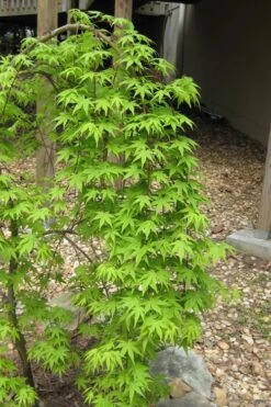 Ryusen Weeping Japanese Maple - 3 Gallon Pot -Green Haven Sales Japanese Maple Ryusen 6