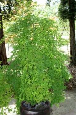 Ryusen Weeping Japanese Maple - 3 Gallon Pot -Green Haven Sales Japanese Maple Ryusen 8