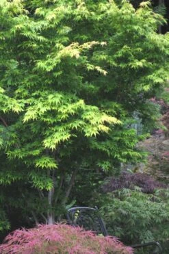 Sango Kaku Coral Bark Japanese Maple - 3 Gallon Pot -Green Haven Sales Japanese Maple Sango Kaku 30