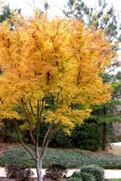 Sango Kaku Coral Bark Japanese Maple - 3 Gallon Pot -Green Haven Sales Japanese Maple Sango Kaku 31