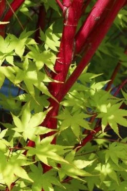 Sango Kaku Coral Bark Japanese Maple - 3 Gallon Pot -Green Haven Sales Japanese Maple Sango Kaku 32