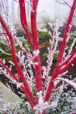 Sango Kaku Coral Bark Japanese Maple - 3 Gallon Pot -Green Haven Sales Japanese Maple Sango Kaku Coral Bark 500x750 1