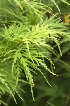 Seiryu Japanese Maple - 5 Gallon Pot -Green Haven Sales Japanese Maple Seiryu 22 1
