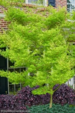 Seiryu Japanese Maple - 3 Gallon Pot 13 Seiryu Japanese Maple - 3 Gallon Pot -Green Haven Sales Japanese Maple Seiryu 23