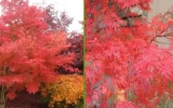 Seiryu Japanese Maple - 3 Gallon Pot 12 Seiryu Japanese Maple - 3 Gallon Pot -Green Haven Sales Japanese Maple Seiryu Fall Color