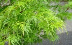 Seiryu Japanese Maple - 3 Gallon Pot 11 Seiryu Japanese Maple - 3 Gallon Pot -Green Haven Sales Japanese Maple Seiryu Spring Color