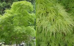 Seiryu Japanese Maple - 3 Gallon Pot 15 Seiryu Japanese Maple - 3 Gallon Pot -Green Haven Sales Japanese Maple Seiryu Summer Color