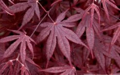 Bloodgood Red Leaf Japanese Maple - 1 Gallon Pot -Green Haven Sales Japanese Maple Spring Foliage