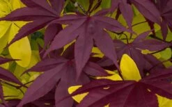 Bloodgood Red Leaf Japanese Maple - 1 Gallon Pot -Green Haven Sales Japanese Maple Summer Color