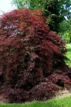Tamukeyama Dwarf Red Japanese Maple - 3 Gallon Pot 10 Tamukeyama Dwarf Red Japanese Maple - 3 Gallon Pot -Green Haven Sales Japanese Maple Tamukeyama 10 2