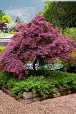 Tamukeyama Dwarf Red Japanese Maple (High Graft Tree Form)- 3 Gallon Pot -Green Haven Sales Japanese Maple Tamukeyama 11