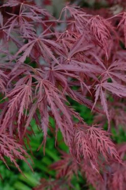 Tamukeyama Dwarf Red Japanese Maple - 3 Gallon Pot 12 Tamukeyama Dwarf Red Japanese Maple - 3 Gallon Pot -Green Haven Sales Japanese Maple Tamukeyama 13 2