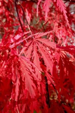 Tamukeyama Dwarf Red Japanese Maple (High Graft Tree Form)- 3 Gallon Pot -Green Haven Sales Japanese Maple Tamukeyama 14 1
