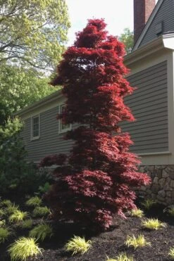 Twombly's Red Sentinel Japanese Maple - 2 Gallon Pot (2.5-3') -Green Haven Sales Japanese Maple Twomblys Red Sentinel 10