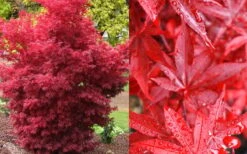 Twombly's Red Sentinel Japanese Maple - 2 Gallon Pot (2.5-3') -Green Haven Sales Japanese Maple Twomblys Red Sentinel Fall Color