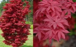 Twombly's Red Sentinel Japanese Maple - 2 Gallon Pot (2.5-3') -Green Haven Sales Japanese Maple Twomblys Red Sentinel Spring